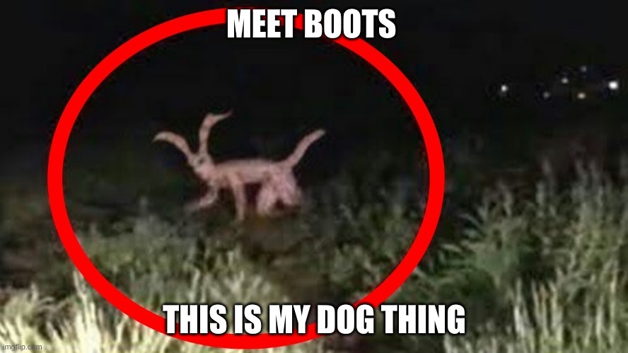 MEET BOOTS; THIS IS MY DOG THING | image tagged in reeeeeeeeeeeeeeeeeeeeee | made w/ Imgflip meme maker