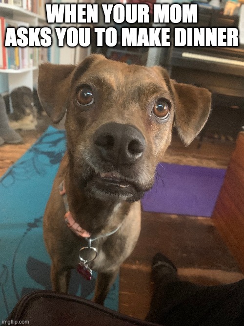 WHEN YOUR MOM ASKS YOU TO MAKE DINNER | image tagged in food,dogs | made w/ Imgflip meme maker