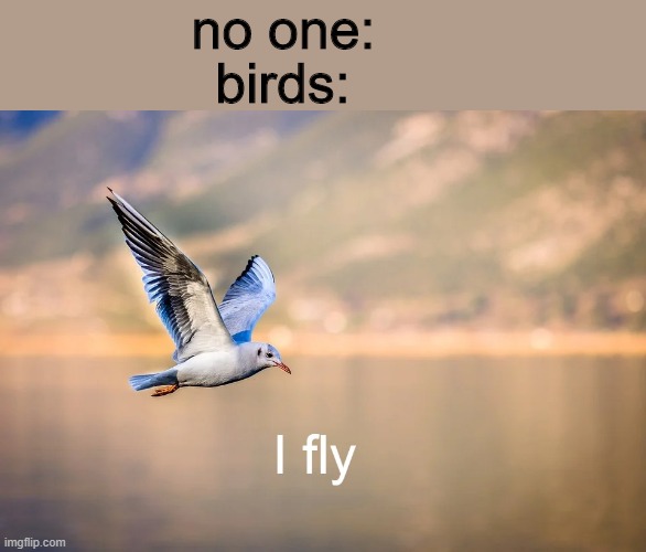 fly | no one:; birds: | image tagged in bird,memes | made w/ Imgflip meme maker