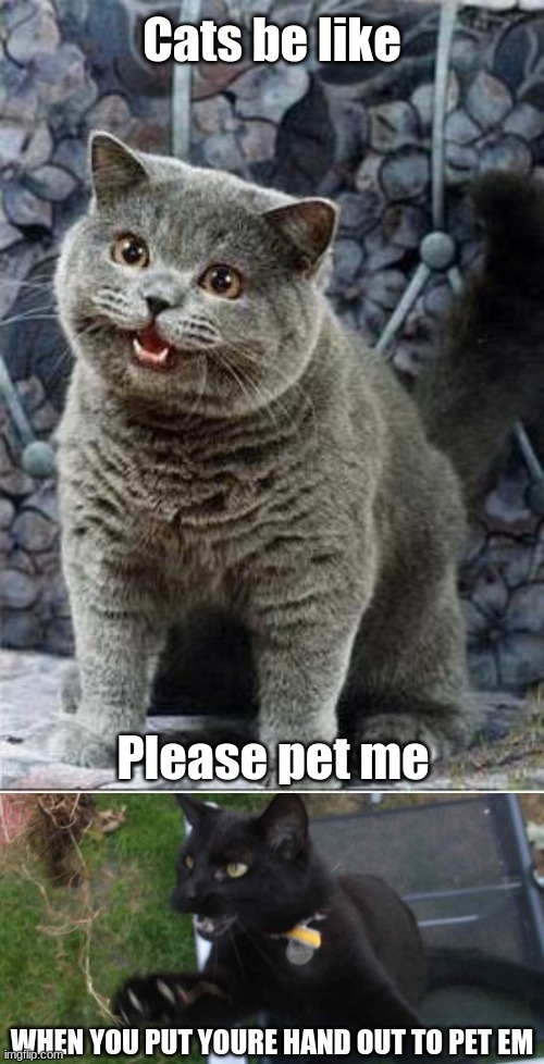 Cats be like; Please pet me; WHEN YOU PUT YOURE HAND OUT TO PET EM | image tagged in i can has cheezburger cat | made w/ Imgflip meme maker