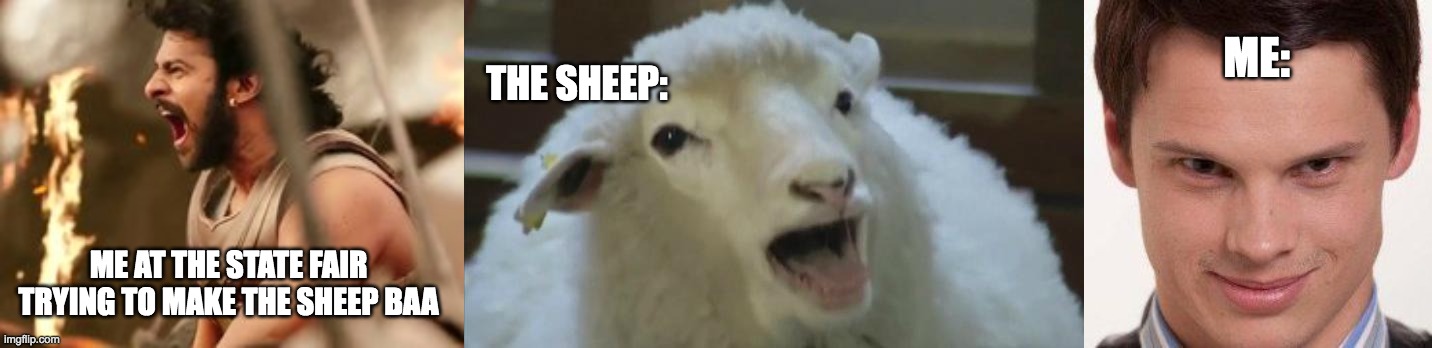 ME:; THE SHEEP:; ME AT THE STATE FAIR TRYING TO MAKE THE SHEEP BAA | image tagged in derp sheep,yessssss,bahubali | made w/ Imgflip meme maker