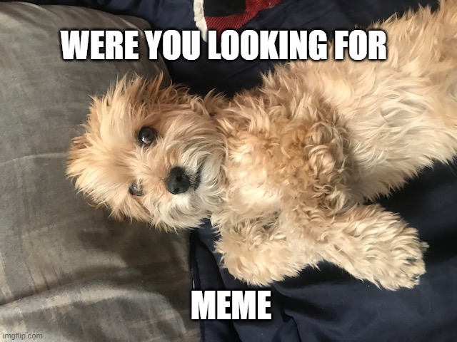 Were you looking for meme | WERE YOU LOOKING FOR; MEME | image tagged in puppy,memes,funny | made w/ Imgflip meme maker