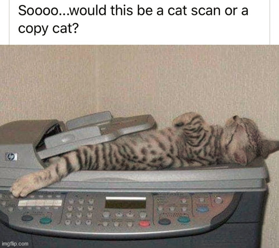 This meme is a copy cat. | image tagged in repost,copycat | made w/ Imgflip meme maker
