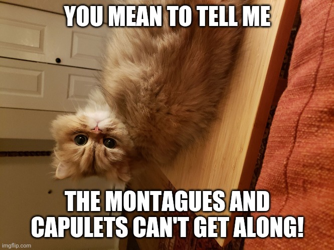 Romeo the cat | YOU MEAN TO TELL ME; THE MONTAGUES AND CAPULETS CAN'T GET ALONG! | image tagged in romeo the cat | made w/ Imgflip meme maker