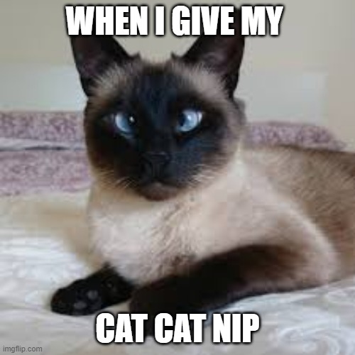 WHEN I GIVE MY; CAT CAT NIP | image tagged in funny cats | made w/ Imgflip meme maker