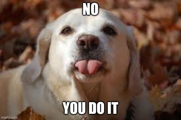 Dog Sticking Tongue Out | NO; YOU DO IT | image tagged in dog sticking tongue out | made w/ Imgflip meme maker