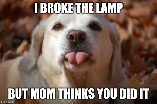 Dog Sticking Tongue Out |  I BROKE THE LAMP; BUT MOM THINKS YOU DID IT | image tagged in dog sticking tongue out | made w/ Imgflip meme maker