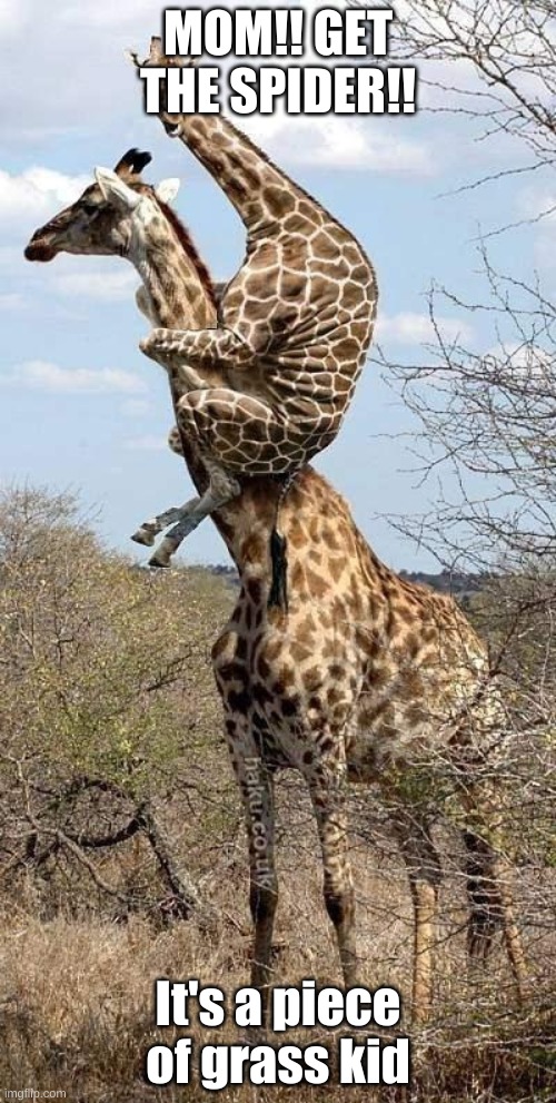 Funny Giraffe |  MOM!! GET THE SPIDER!! It's a piece of grass kid | image tagged in funny giraffe | made w/ Imgflip meme maker