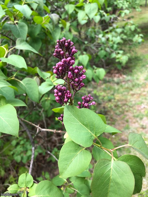 Lilacs beginning to bud | image tagged in love the smell | made w/ Imgflip meme maker