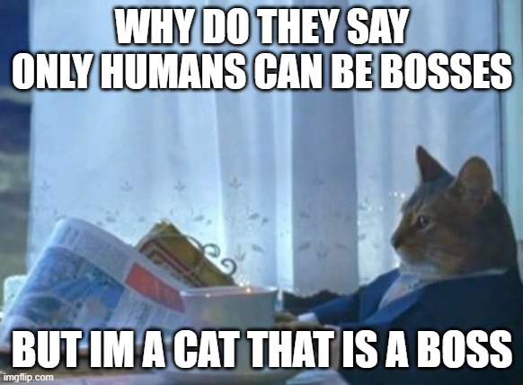 I Should Buy A Boat Cat | WHY DO THEY SAY ONLY HUMANS CAN BE BOSSES; BUT IM A CAT THAT IS A BOSS | image tagged in memes,i should buy a boat cat | made w/ Imgflip meme maker