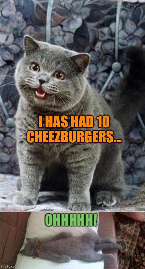 They were sooo good though. | I HAS HAD 10 CHEEZBURGERS... OHHHHH! | image tagged in i can has cheezburger cat,memes,funny,full | made w/ Imgflip meme maker
