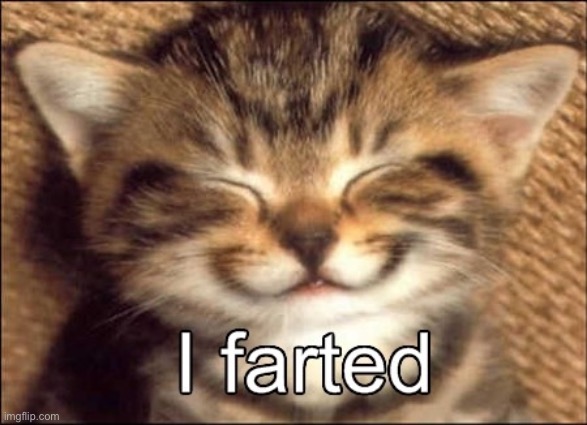 I farted! | image tagged in cats,cute cat,farts | made w/ Imgflip meme maker