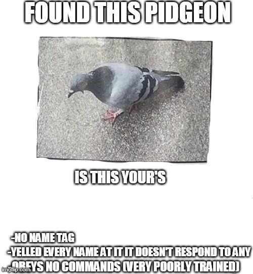 lost pigeon | FOUND THIS PIDGEON; IS THIS YOUR'S; -NO NAME TAG; -YELLED EVERY NAME AT IT IT DOESN'T RESPOND TO ANY; -OBEYS NO COMMANDS (VERY POORLY TRAINED) | image tagged in memes,birds | made w/ Imgflip meme maker