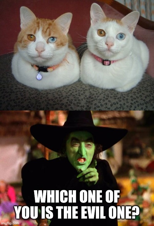 MAYBE BOTH | WHICH ONE OF YOU IS THE EVIL ONE? | image tagged in the wicked which the wizard of oz,cats | made w/ Imgflip meme maker