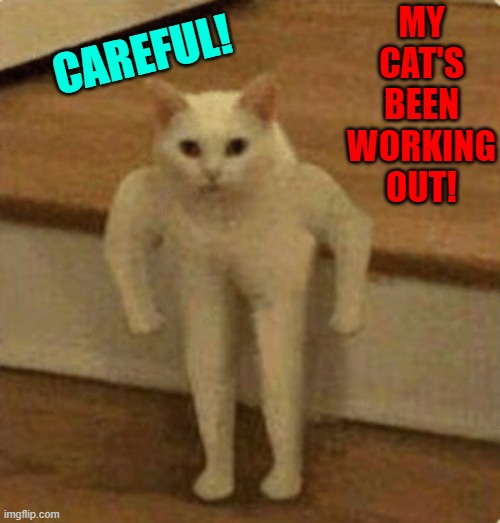 The Name's Whitey. You Got a Problem with that? | CAREFUL! MY CAT'S BEEN WORKING OUT! | image tagged in vince vance,cats,white cat,cool cat stroll,funny cat memes,fat cats exercise | made w/ Imgflip meme maker