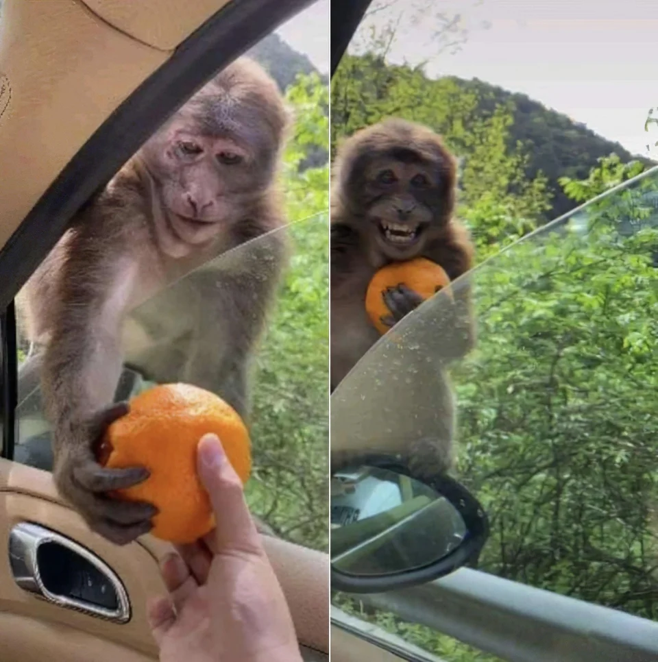 Monkey with orange Blank Meme Template