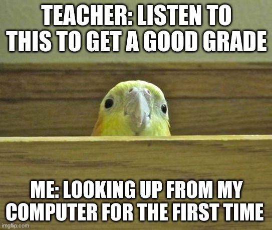 The Birb | TEACHER: LISTEN TO THIS TO GET A GOOD GRADE; ME: LOOKING UP FROM MY COMPUTER FOR THE FIRST TIME | image tagged in the birb | made w/ Imgflip meme maker