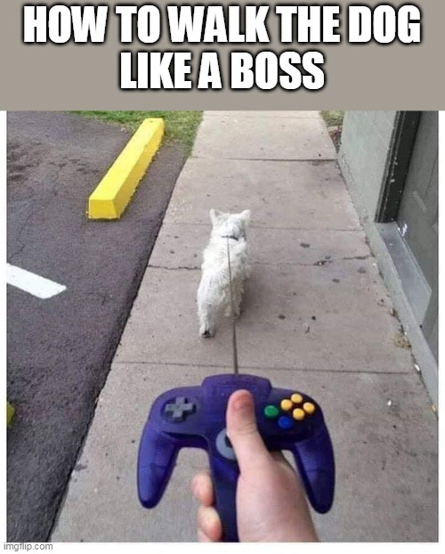 NINTENDOG FOR REAL | HOW TO WALK THE DOG
LIKE A BOSS | image tagged in nintendo 64,dog,nintendo | made w/ Imgflip meme maker