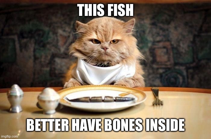 THIS FISH; BETTER HAVE BONES INSIDE | image tagged in cats,cute cat,funny cats,memes,cat chef | made w/ Imgflip meme maker
