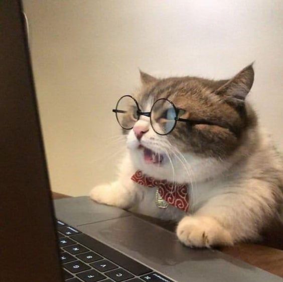 High Quality Glass Cat Blank Meme Template