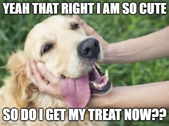 YEAH THAT RIGHT I AM SO CUTE; SO DO I GET MY TREAT NOW?? | image tagged in dog | made w/ Imgflip meme maker