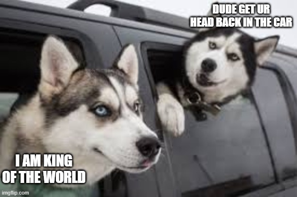 DUDE GET UR HEAD BACK IN THE CAR; I AM KING OF THE WORLD | image tagged in dog | made w/ Imgflip meme maker