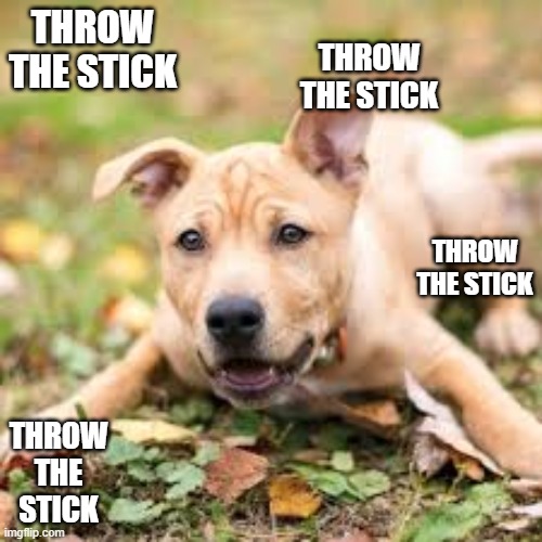 THROW THE STICK; THROW THE STICK; THROW THE STICK; THROW THE STICK | image tagged in dog | made w/ Imgflip meme maker
