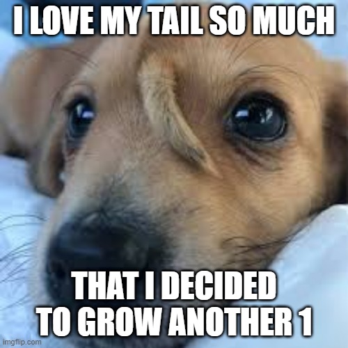 I LOVE MY TAIL SO MUCH; THAT I DECIDED TO GROW ANOTHER 1 | image tagged in dog | made w/ Imgflip meme maker