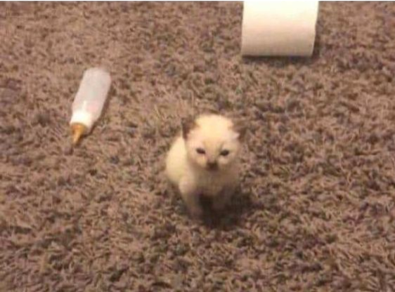 estoy chikito Blank Meme Template