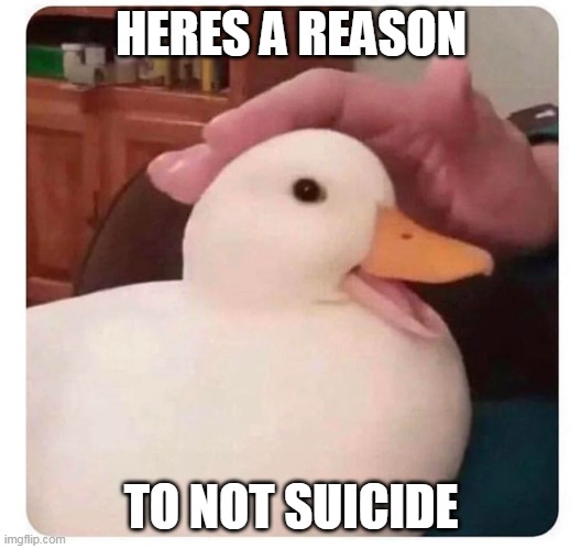 nice duck | HERES A REASON TO NOT SUICIDE | image tagged in nice duck | made w/ Imgflip meme maker