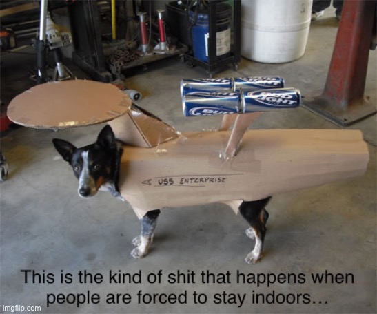 Trek Dog | image tagged in gif,dogs,beer,quarantine | made w/ Imgflip meme maker