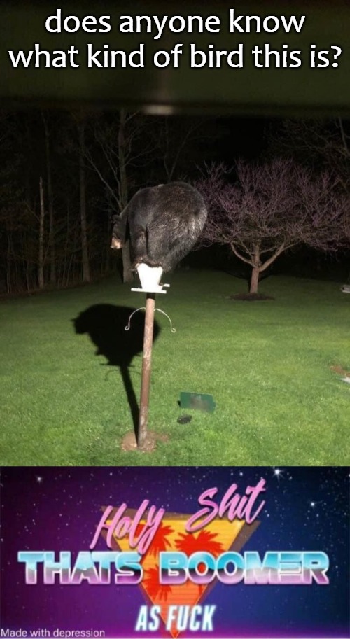 does anyone know what kind of bird this is? | image tagged in boomer | made w/ Imgflip meme maker