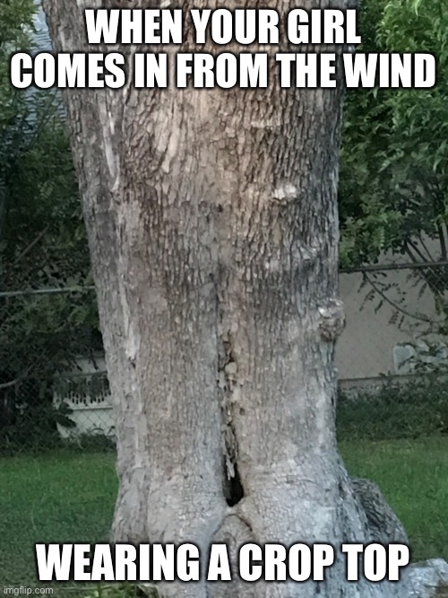 Girl dry skin | WHEN YOUR GIRL COMES IN FROM THE WIND; WEARING A CROP TOP | image tagged in tree,girlfriend | made w/ Imgflip meme maker