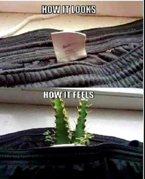 Cactus in Uranus | image tagged in cactus,sweatpants,meme | made w/ Imgflip meme maker