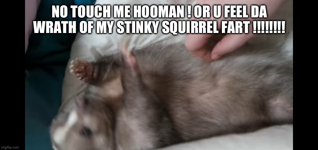 Daily life of a skunk and her owner | NO TOUCH ME HOOMAN ! OR U FEEL DA WRATH OF MY STINKY SQUIRREL FART !!!!!!!! | image tagged in skunk | made w/ Imgflip meme maker