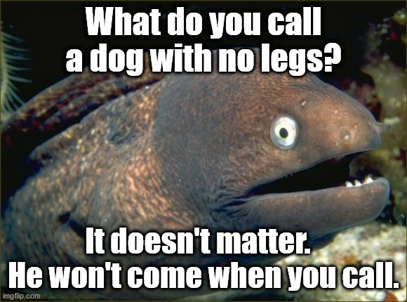 Bad Joke Eel Meme | What do you call a dog with no legs? It doesn't matter.   He won't come when you call. | image tagged in memes,bad joke eel | made w/ Imgflip meme maker