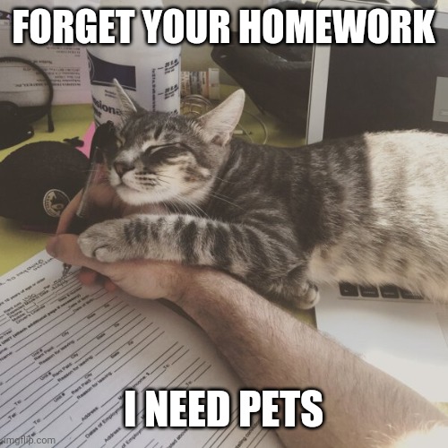 KITTY WANTS LOVE | FORGET YOUR HOMEWORK; I NEED PETS | image tagged in cats,funny cats | made w/ Imgflip meme maker