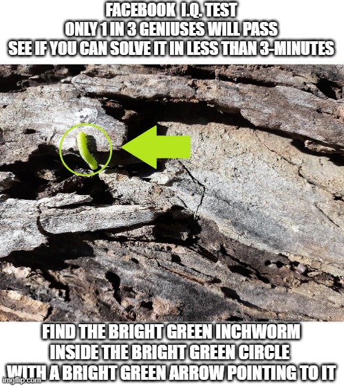Facebook IQ Test | FACEBOOK  I.Q. TEST
ONLY 1 IN 3 GENIUSES WILL PASS
SEE IF YOU CAN SOLVE IT IN LESS THAN 3-MINUTES; FIND THE BRIGHT GREEN INCHWORM INSIDE THE BRIGHT GREEN CIRCLE 
WITH A BRIGHT GREEN ARROW POINTING TO IT | image tagged in facebook genius,memes,funny memes | made w/ Imgflip meme maker