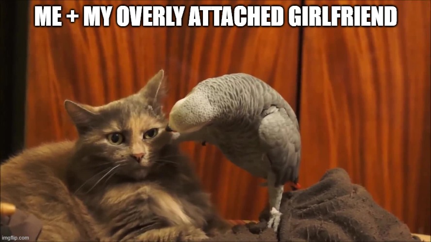 Me vs. My Overly Attached Girlfriend.JK, I obviously don't have a gf. | ME + MY OVERLY ATTACHED GIRLFRIEND | image tagged in memes,funny memes,cat memes,funny cat memes,overly attached girlfriend,overly attached boyfriend | made w/ Imgflip meme maker