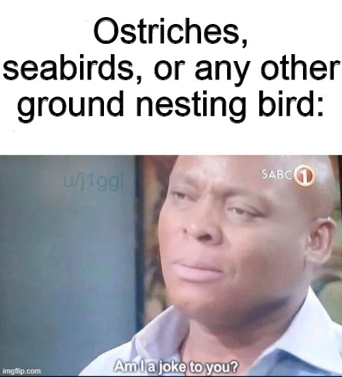 am I a joke to you | Ostriches, seabirds, or any other ground nesting bird: | image tagged in am i a joke to you | made w/ Imgflip meme maker