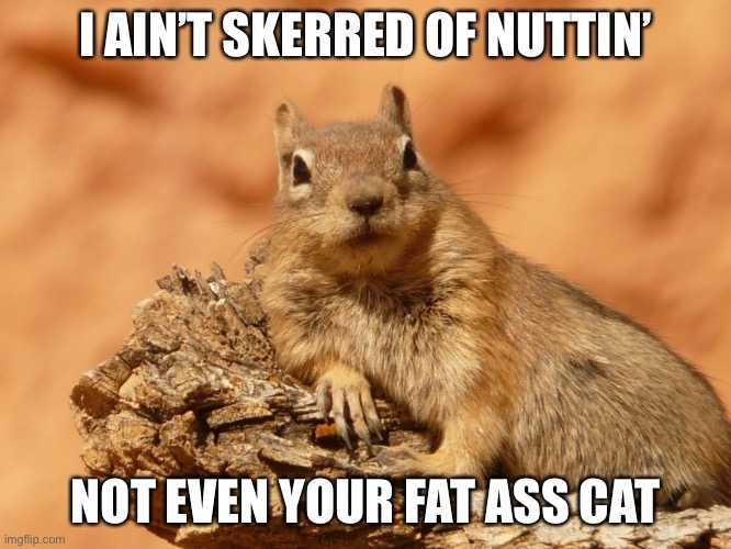 Squirrel Ain’t Skerred | I AIN’T SKERRED OF NUTTIN’; NOT EVEN YOUR FAT ASS CAT | image tagged in social expectations squirrel,squirrel,cat,scared,funny,funny memes | made w/ Imgflip meme maker