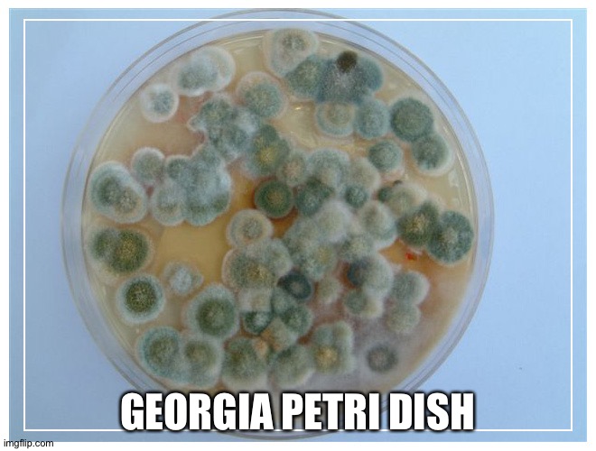 petri dish full | GEORGIA PETRI DISH | image tagged in petri dish full | made w/ Imgflip meme maker