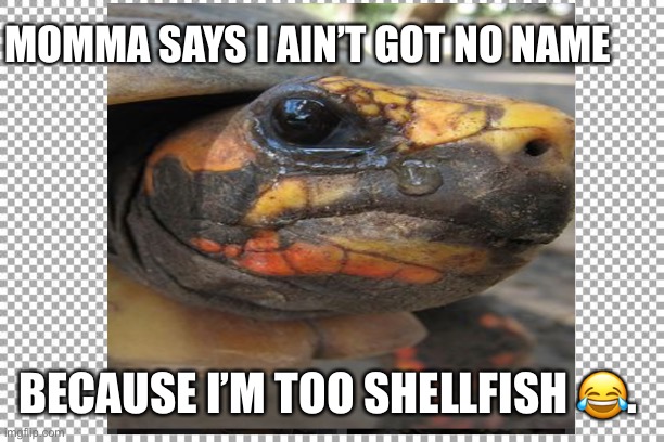 Mad turtle | MOMMA SAYS I AIN’T GOT NO NAME; BECAUSE I’M TOO SHELLFISH 😂. | image tagged in turtle | made w/ Imgflip meme maker