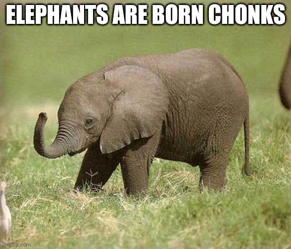 Baby elephant | ELEPHANTS ARE BORN CHONKS | image tagged in baby elephant | made w/ Imgflip meme maker