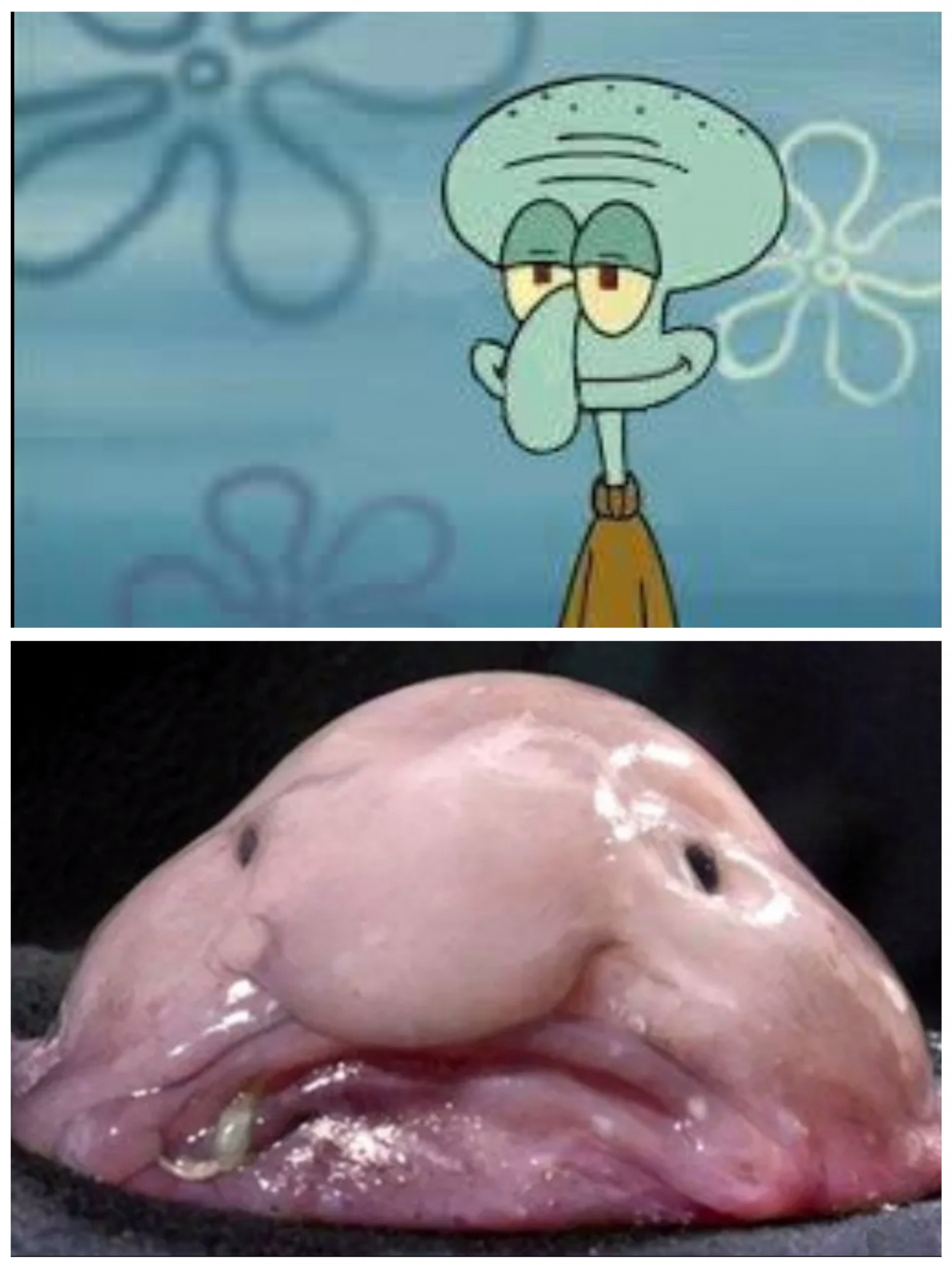 High Quality Squidward and Blobfish Blank Meme Template