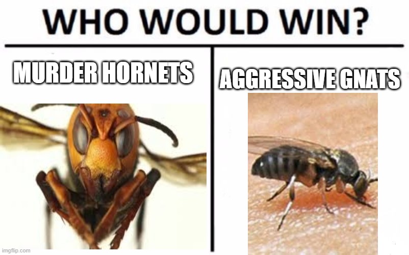 Battle of the bugs | MURDER HORNETS; AGGRESSIVE GNATS | image tagged in who would win,murder hornet,gnats | made w/ Imgflip meme maker
