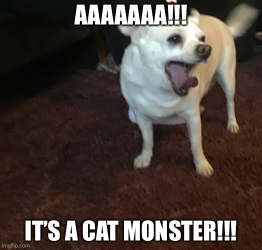 Frightened burrito doggo | AAAAAAA!!! IT’S A CAT MONSTER!!! | image tagged in fear,doggo | made w/ Imgflip meme maker