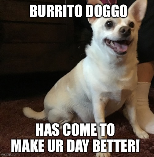 Burrito doggo smile | BURRITO DOGGO; HAS COME TO MAKE UR DAY BETTER! | image tagged in doggo | made w/ Imgflip meme maker