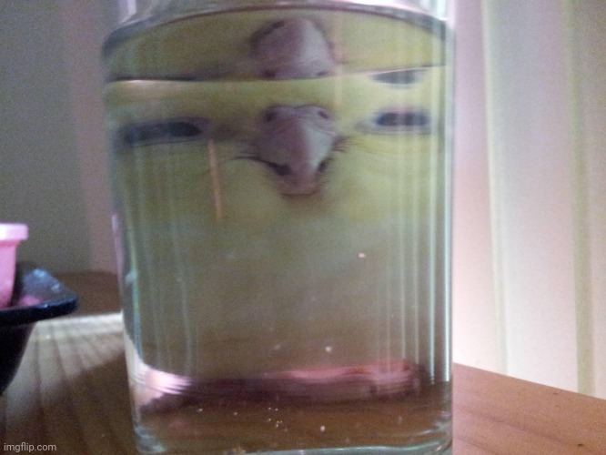 HENLO birb | image tagged in henlo birb | made w/ Imgflip meme maker