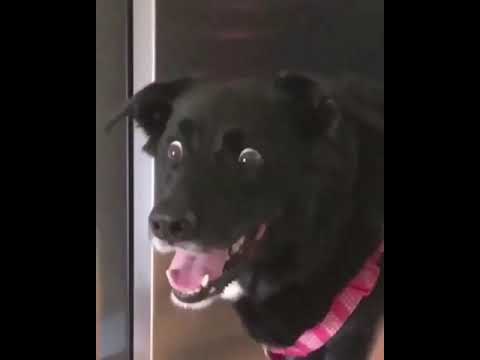 Dog surpriced Blank Meme Template